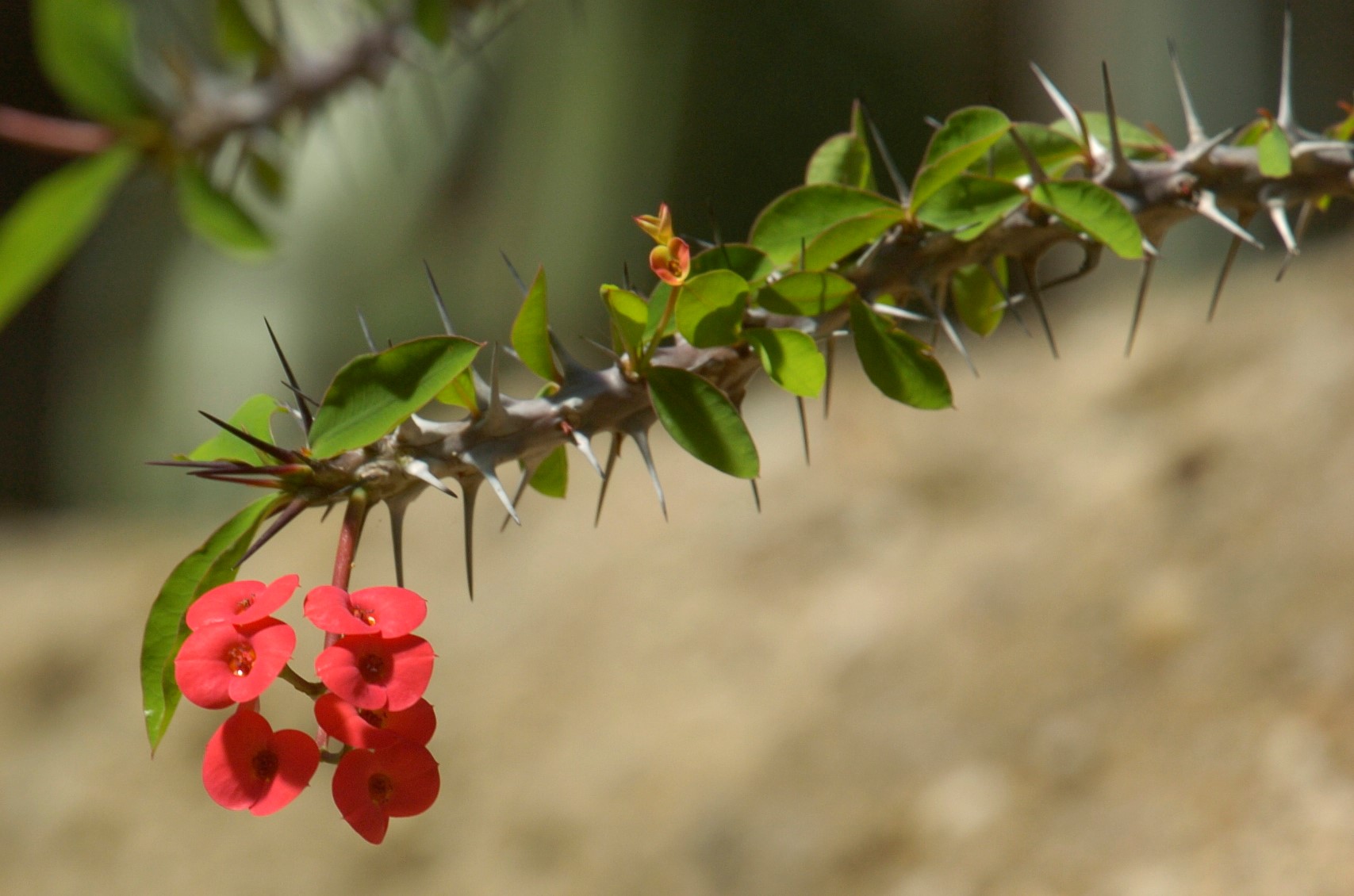 Euphorbia