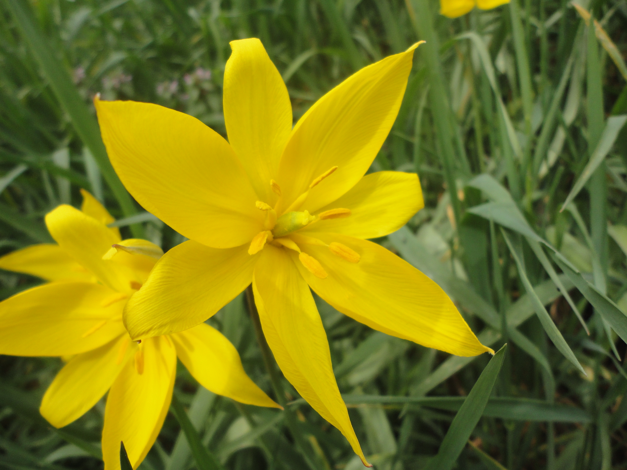 Tulipa Tulpen