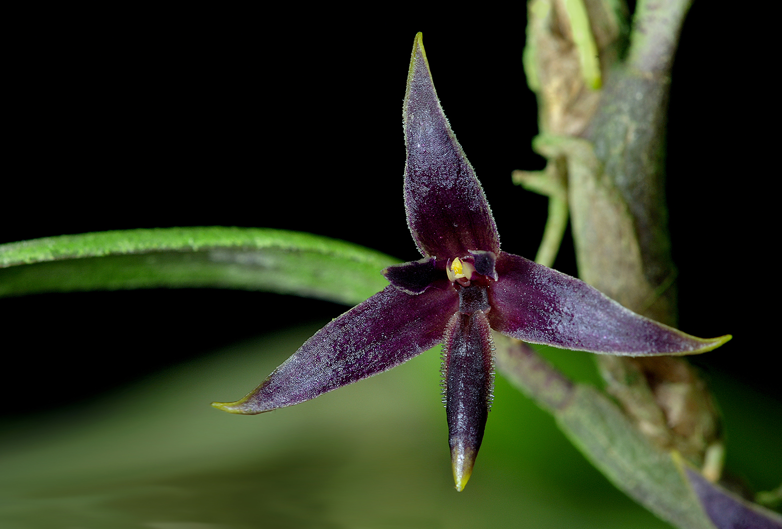 Bulbophyllum